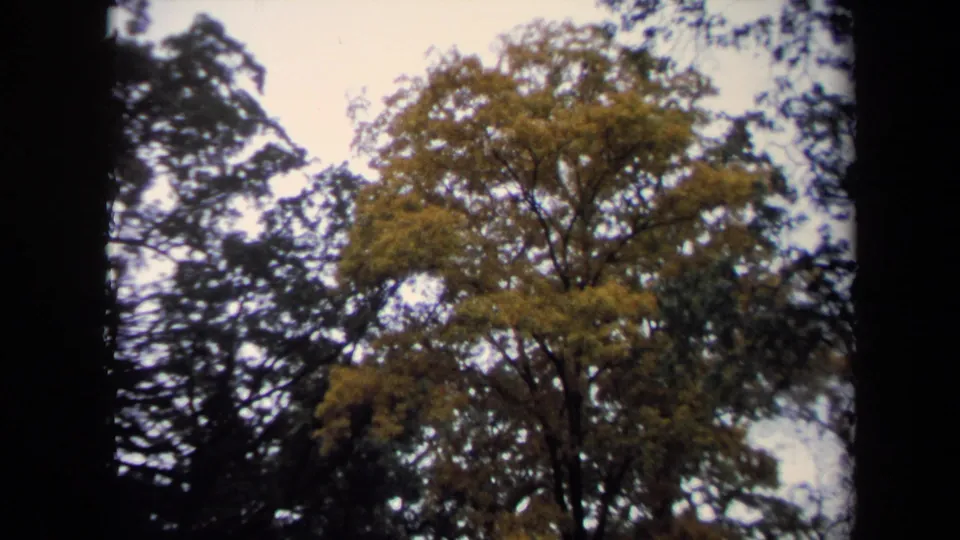 Washington, DC 8mm frame showing a leafy tree canopy with dark surrounding branches and pale sky.