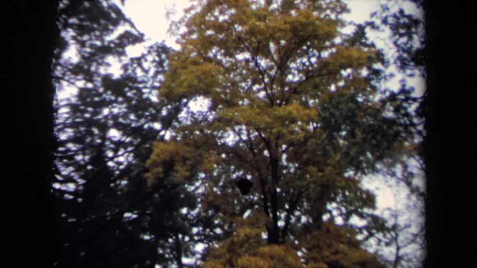 1970 Washington, DC home-movie still of a tall autumn-toned tree surrounded by darker trees.