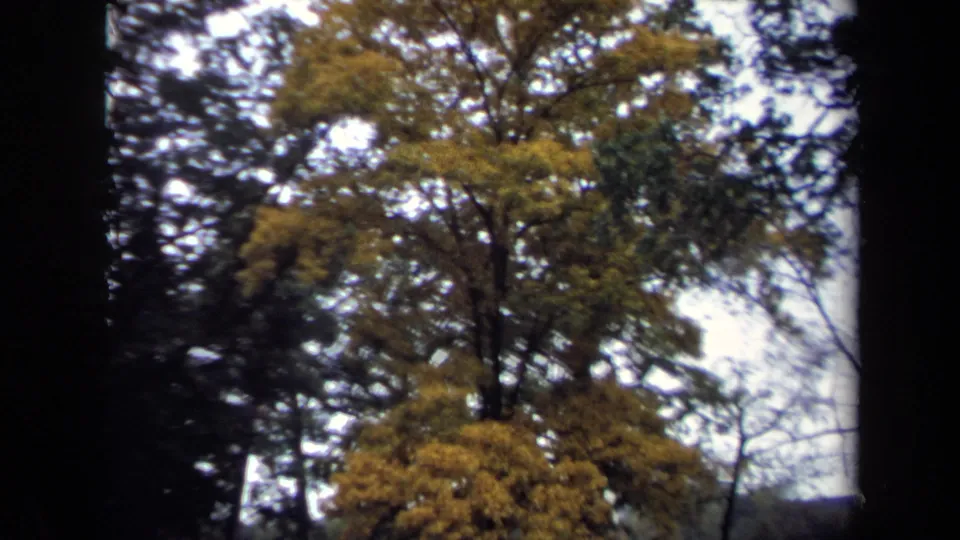 Soft 8mm frame from Washington, DC showing upward-looking branches and yellow-green foliage.