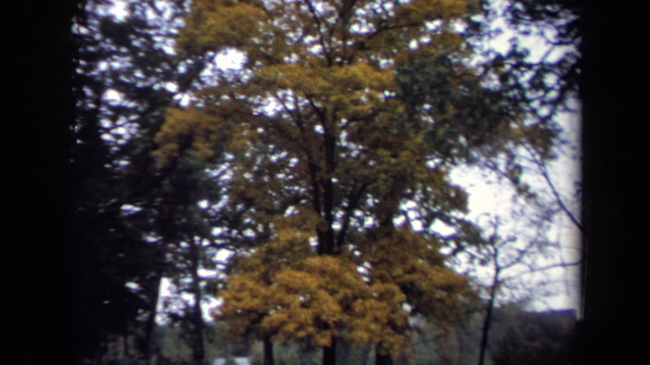 1970 8mm Washington DC cemetery view with a yellow autumn tree, dark surrounding trees, and faint headstones below.