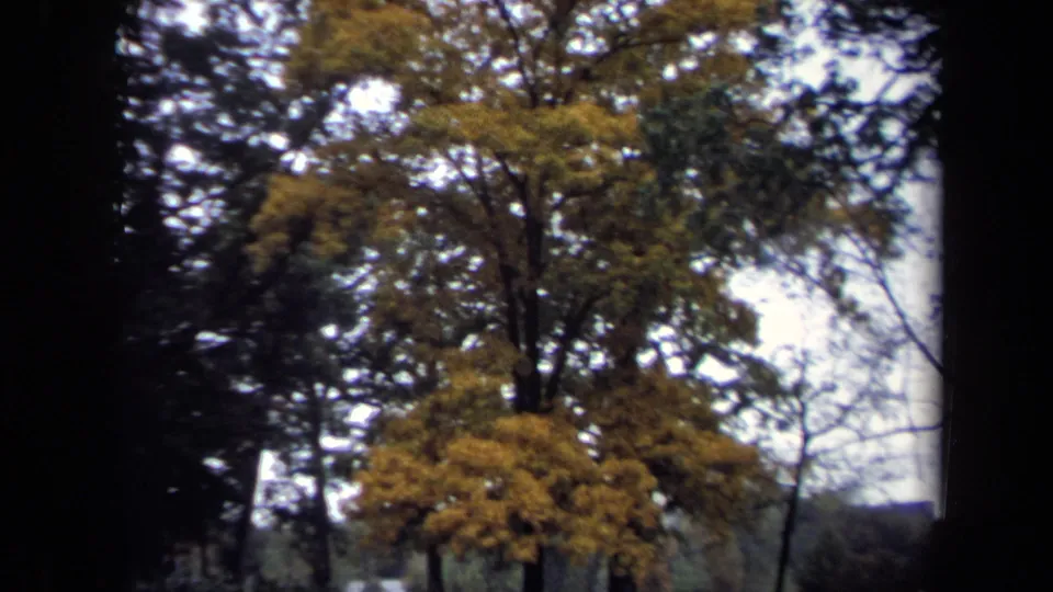 1970 8mm Washington DC cemetery view with a yellow autumn tree, dark surrounding trees, and faint headstones below.