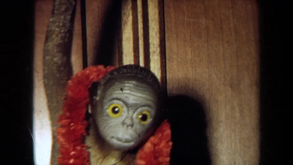 1971 California 8mm frame showing a small gray-faced monkey with yellow eyes looking through wooden slats near a red garland.