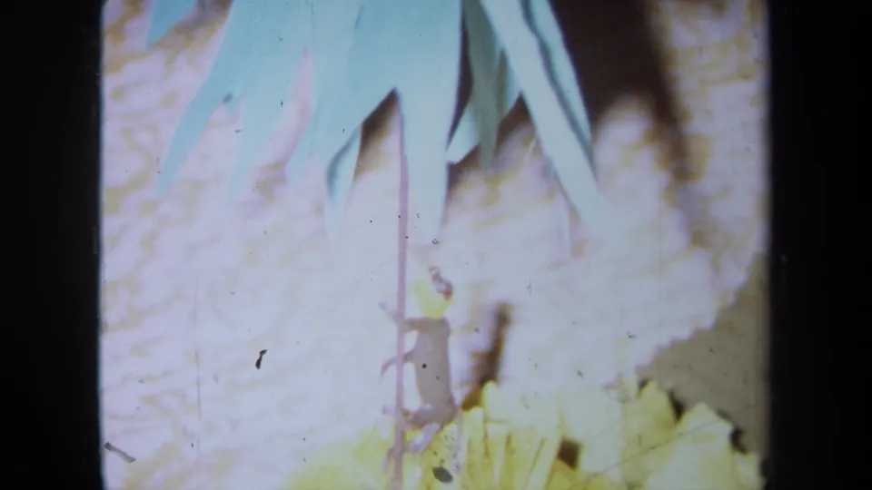 1971 California 8mm frame with paper palm fronds and a yellow flower decoration softened by bright exposure and shallow focus.