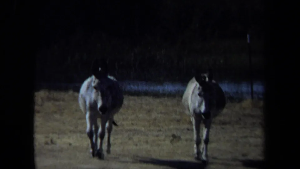 Two donkeys approach the camera in a California park setting, with dry grass, a narrow waterway, and trees behind them.