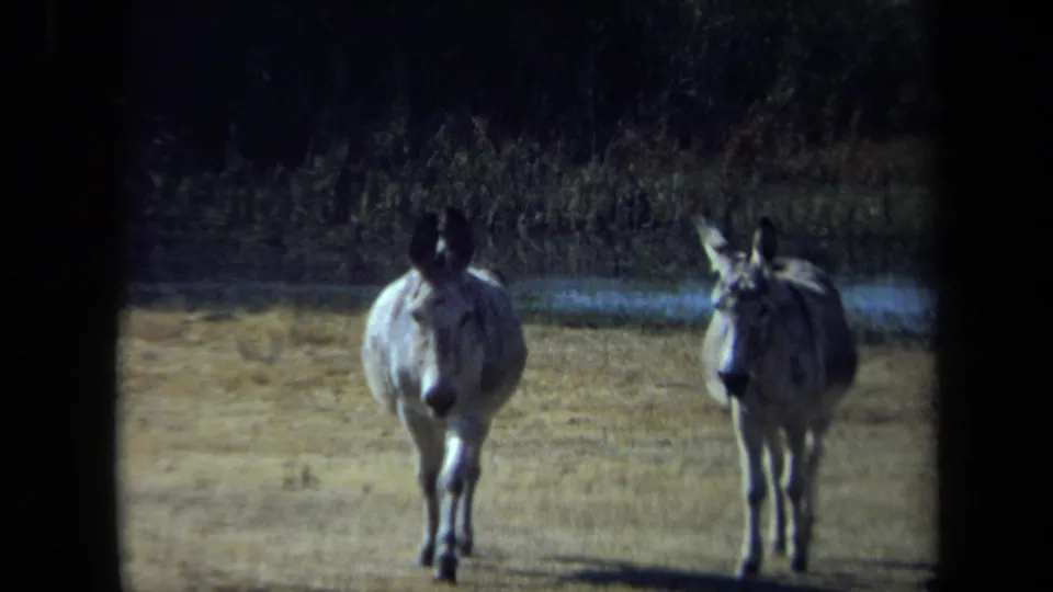 The final frame shows two donkeys facing the camera on dry park ground, with water and shaded vegetation in the background.