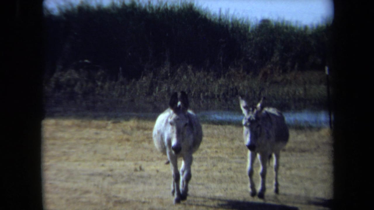 Two gray donkeys approach across dry rural California ground in 1971-era 8mm footage, with brush and a waterway in the background.