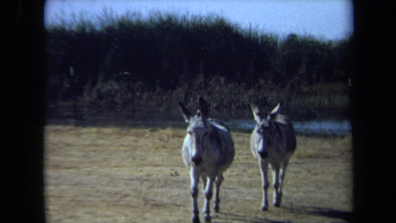 Two donkeys continue walking forward on dry land with tall vegetation behind them.