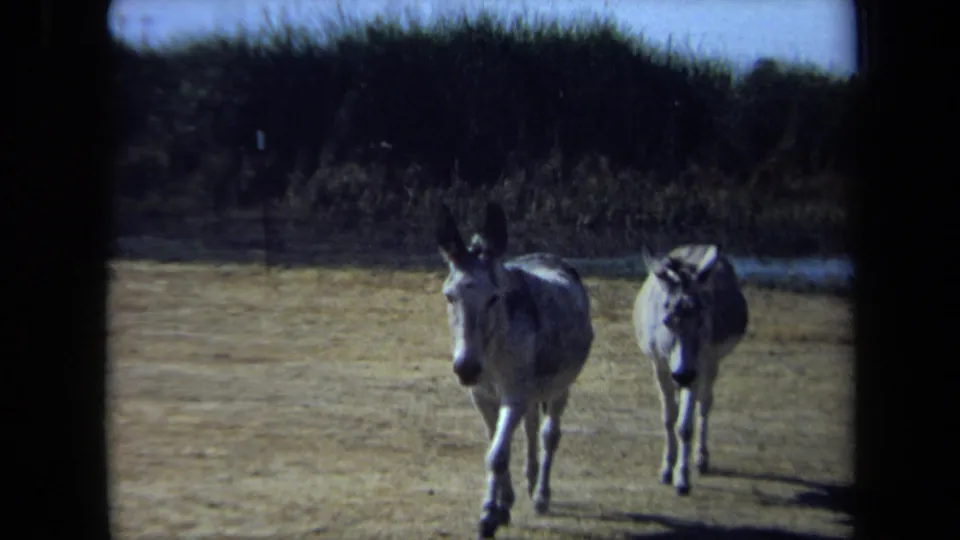 Two gray donkeys approach at slightly different distances across a dry rural California field in soft 8mm home-movie footage.