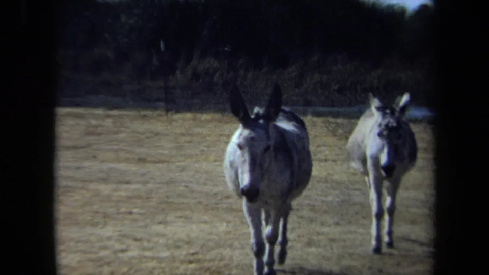 Two gray donkeys near the camera in 1971 California 8mm footage, with dry ground, brush, and a waterway still visible behind them.