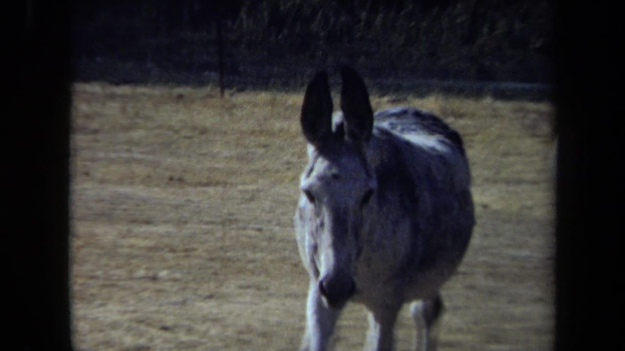 Gray donkey approaches through a dry California field in 1971 home-movie footage, framed with soft 8mm focus.
