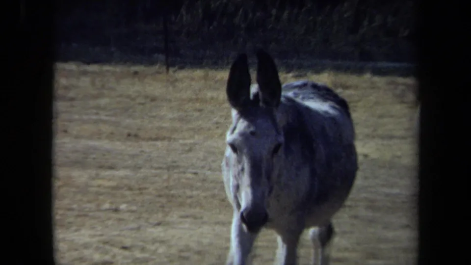 Gray donkey approaches through a dry California field in 1971 home-movie footage, framed with soft 8mm focus.