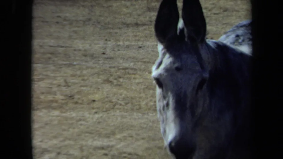 Close 1971 California 8mm view of a gray donkey beside an open field, with its face and ears partly cropped by the frame.