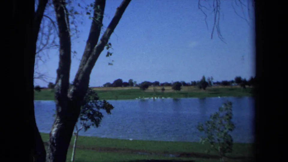 California lakeside scene from 1971 home-movie footage, with dark tree trunks, blue water, grass, distant trees, and white birds.