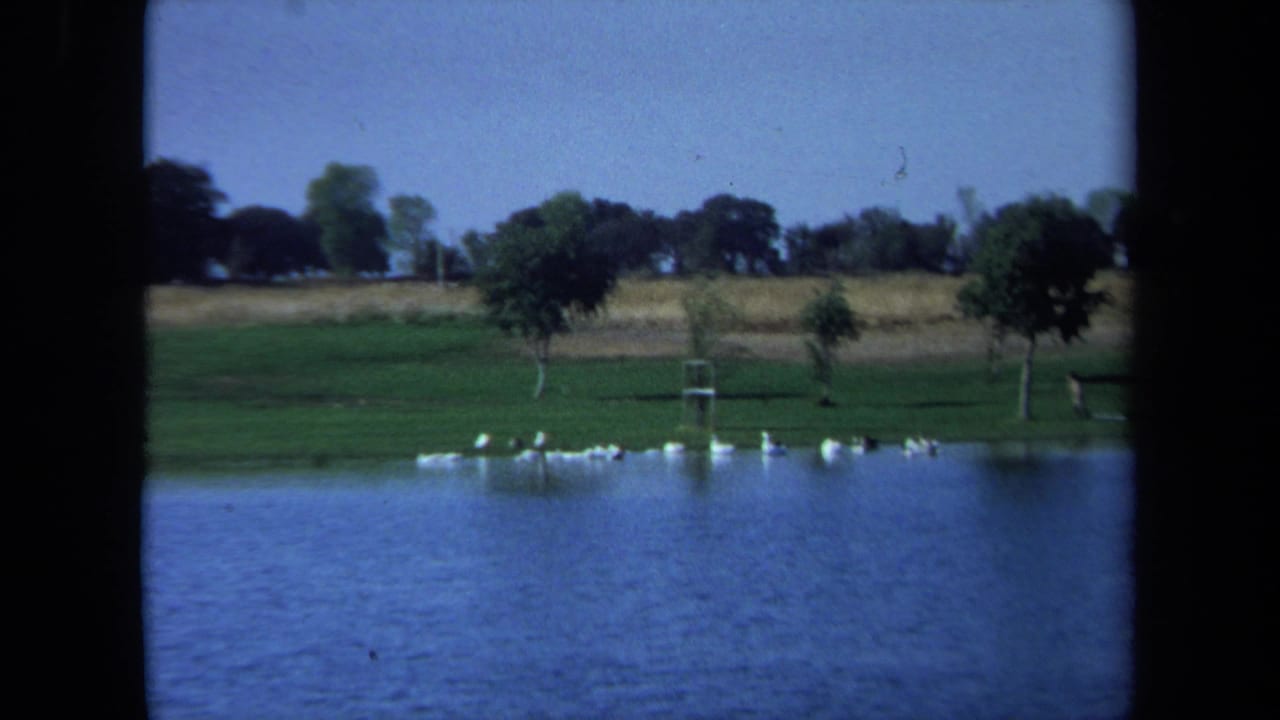 Lake and grassy bank with geese clustered near the far shore.