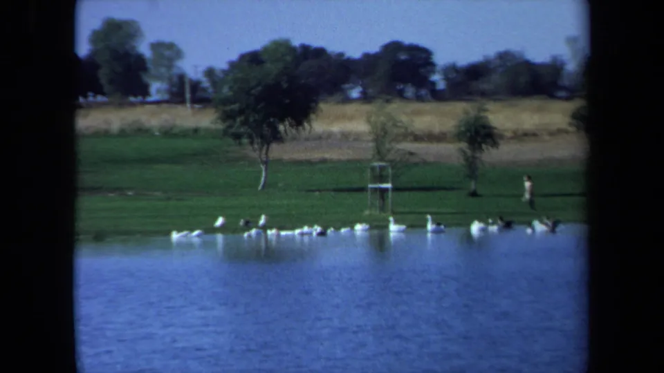 Closer 1971 lakeside frame with geese at the waterline and a distant person running across the grass near small trees.