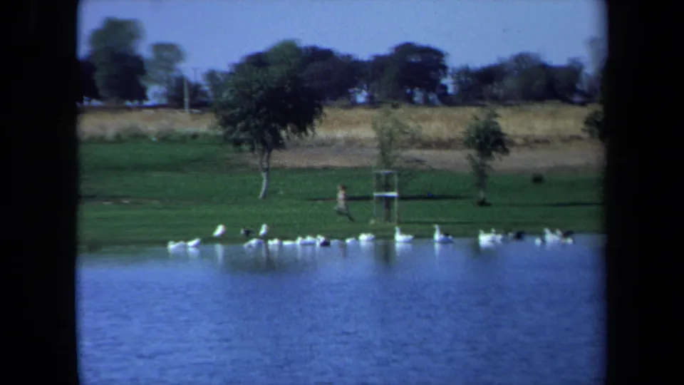 At the end of the zoom, geese gather near the water while a distant person runs along the grassy California lakeshore.