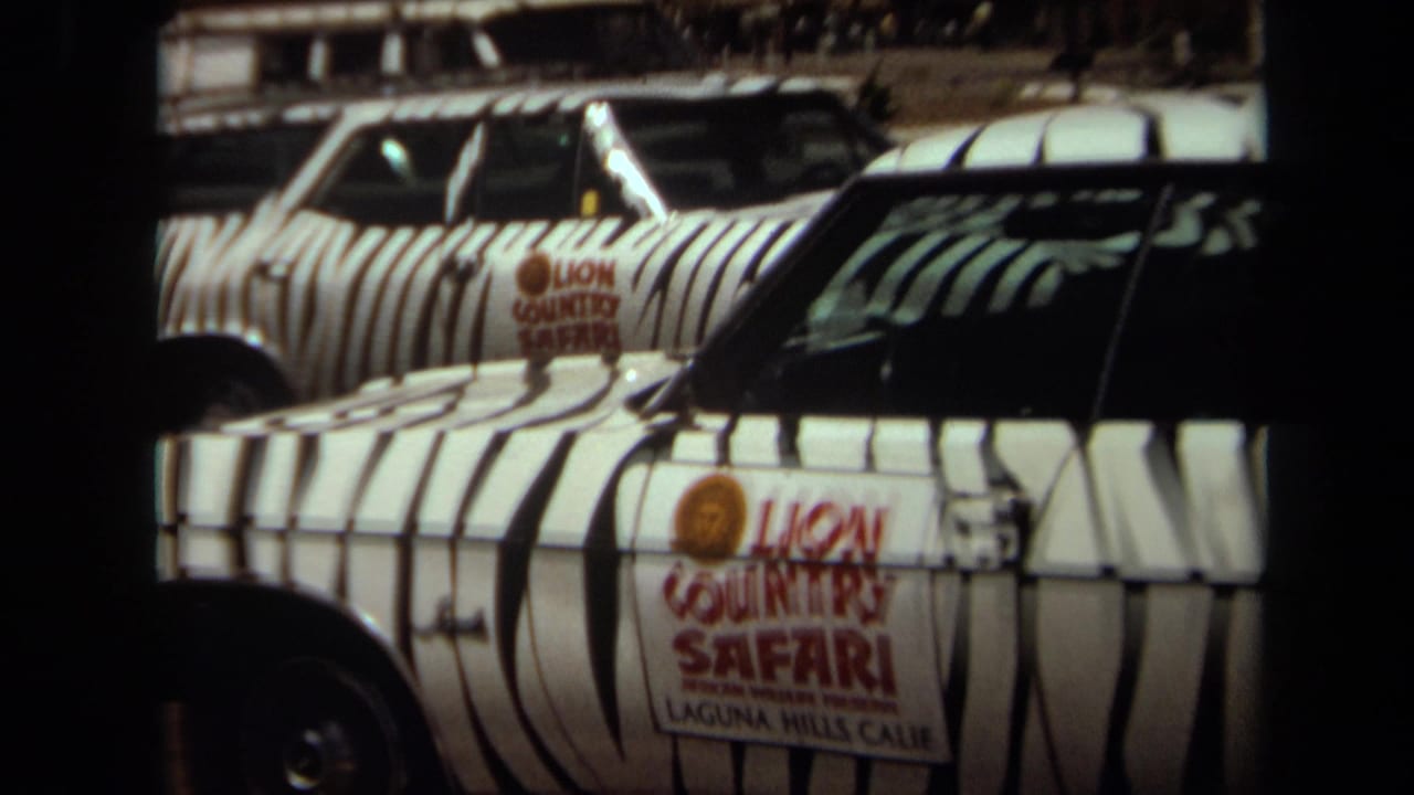 Zebra-striped Lion Country Safari vehicles parked in bright sun.