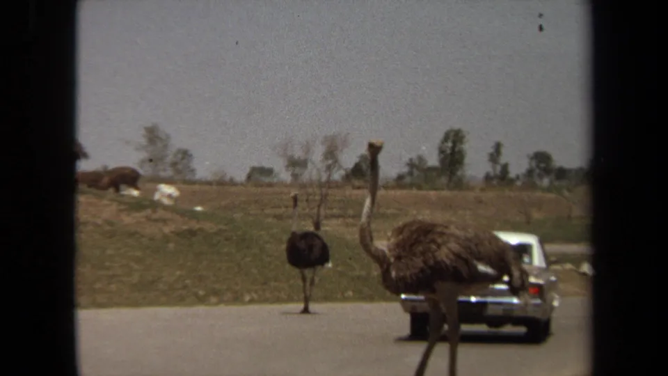 Two ostriches roam near the road in Laguna Hills, with vintage cars and sparse trees in the background.