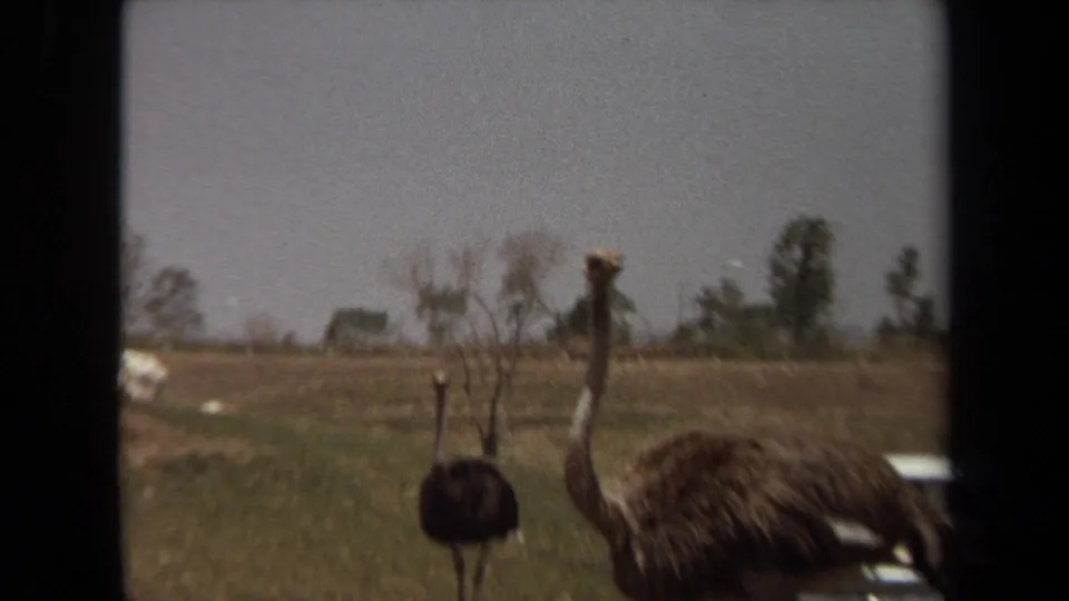 Laguna Hills 8mm frame with one ostrich close to the camera and another farther back near dry roadside grass.