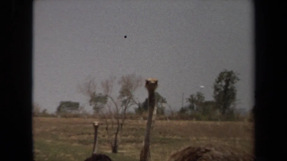 An ostrich stands near the road in the 1971 Laguna Hills footage, framed by dry grass, sparse trees and 8mm projector borders.