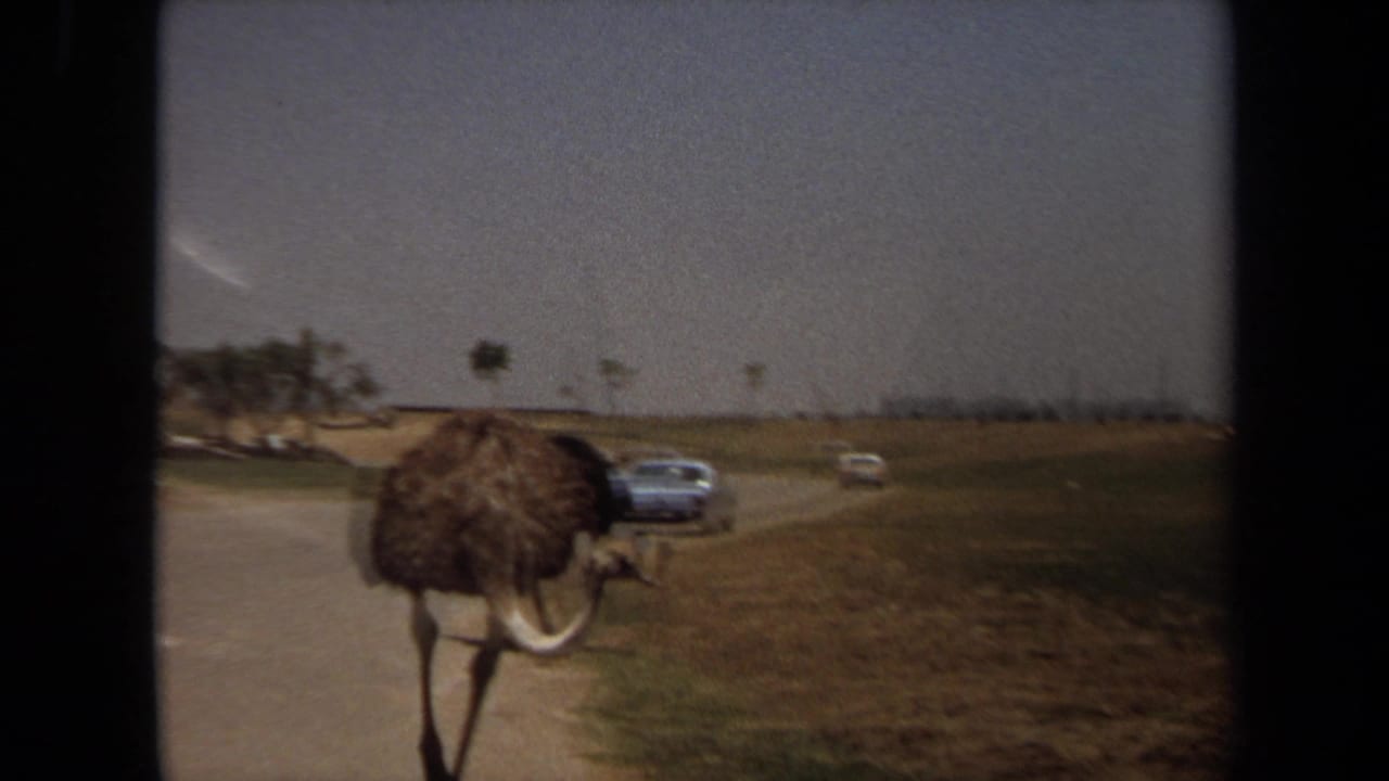 Ostrich walking along a dirt road with cars and open fields behind it.