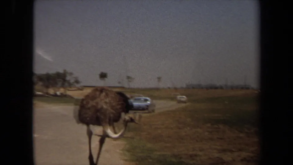 An ostrich walks beside a dirt road in 1971 Laguna Hills, California, with cars and dry open fields in the background.