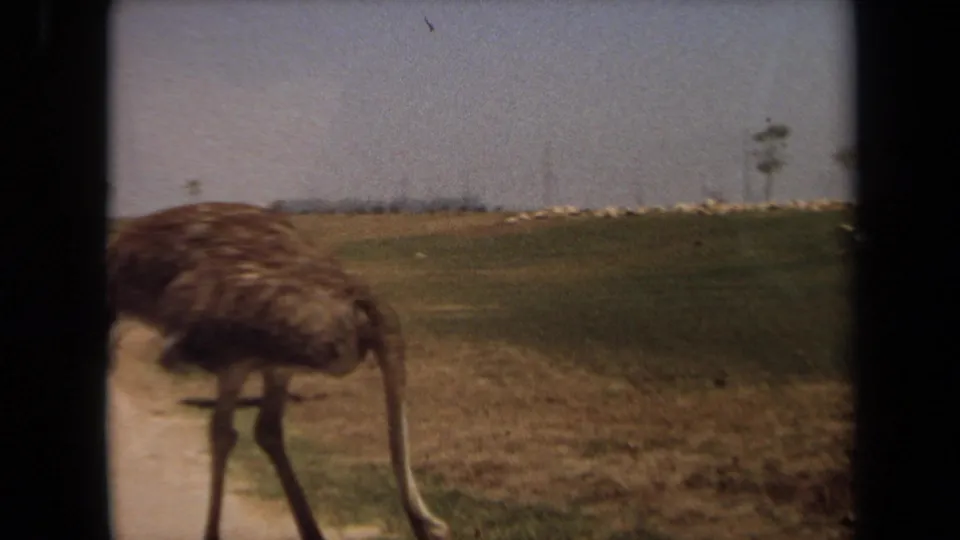 A closer 1971 Laguna Hills view of an ostrich near the roadside, with grass, dry ground, and scattered trees behind it.