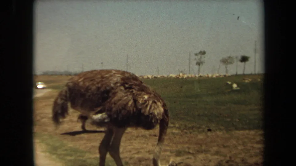 The ostrich bends low in a grassy roadside area in 1971 Laguna Hills, with a car partly visible at the edge of frame.