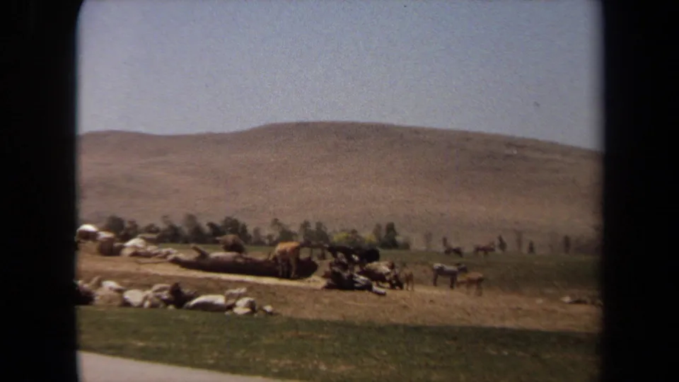 Wide 1971 Laguna Hills view of animals scattered near a road below dry hills and a line of trees.