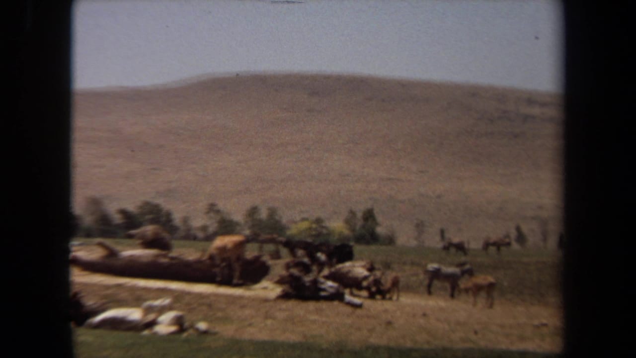 1971 Laguna Hills 8mm frame showing cows, zebras, and smaller livestock in a sunlit field with logs, rocks, trees, and a dry hillside.