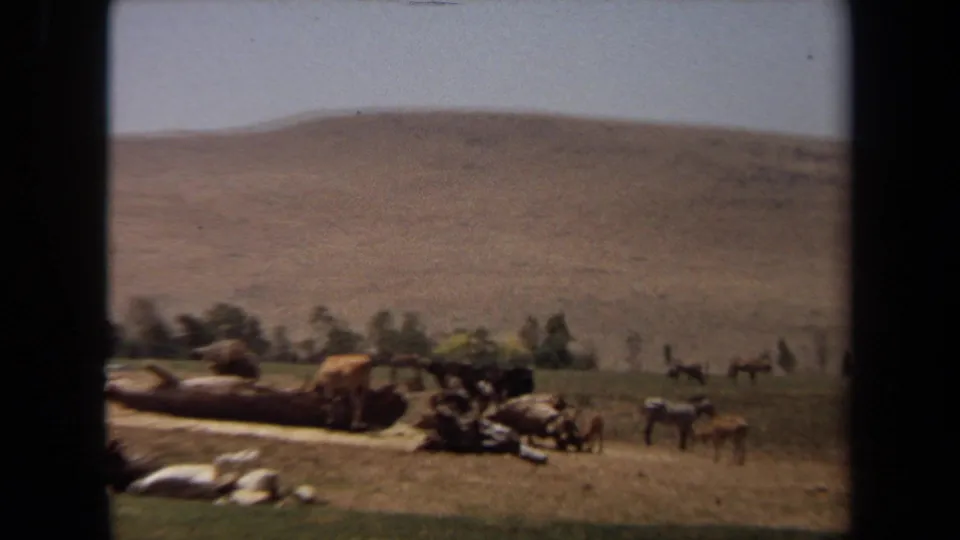 1971 Laguna Hills 8mm frame showing cows, zebras, and smaller livestock in a sunlit field with logs, rocks, trees, and a dry hillside.