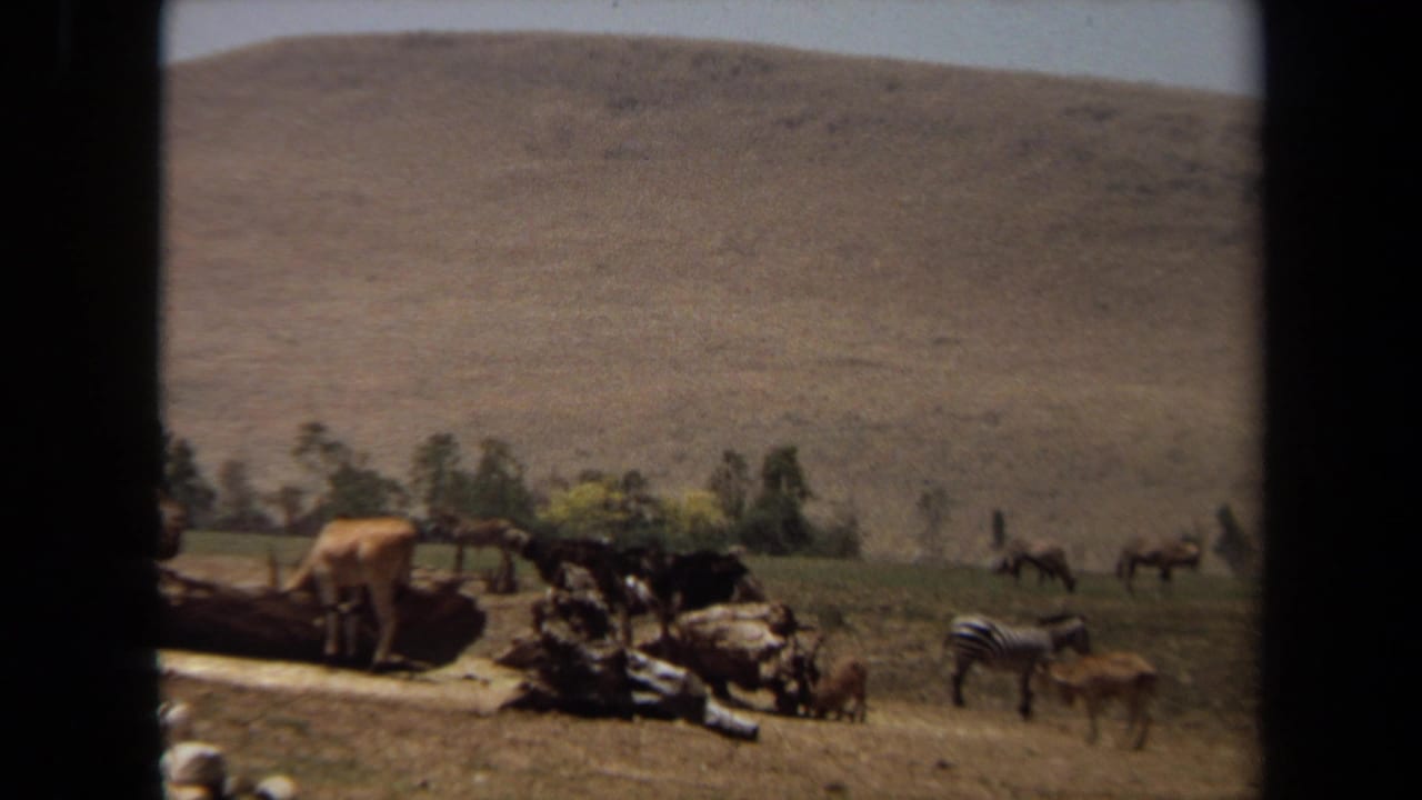 Several animals stand or rest near logs and rocks in a grassy enclosure with a hillside behind them.