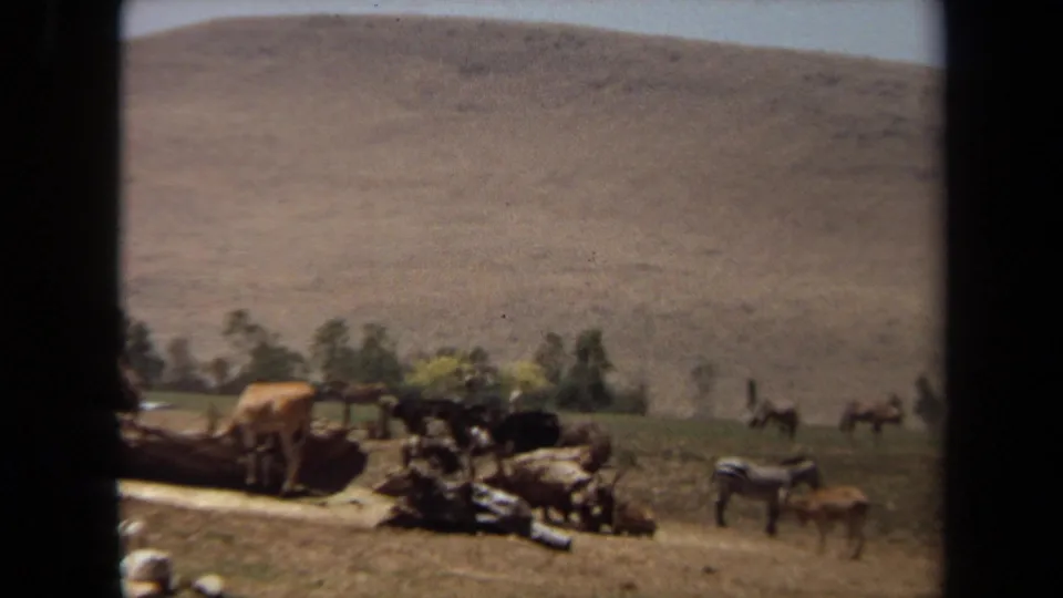 Wide 1971 Laguna Hills 8mm view of cows, zebras, and smaller livestock in grass with trees and a dry hillside in the background.