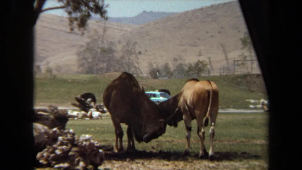 Closer 1971 Laguna Hills frame showing two large grazing animals in front, with resting animals, rocks, grass, trees, and hills beyond.