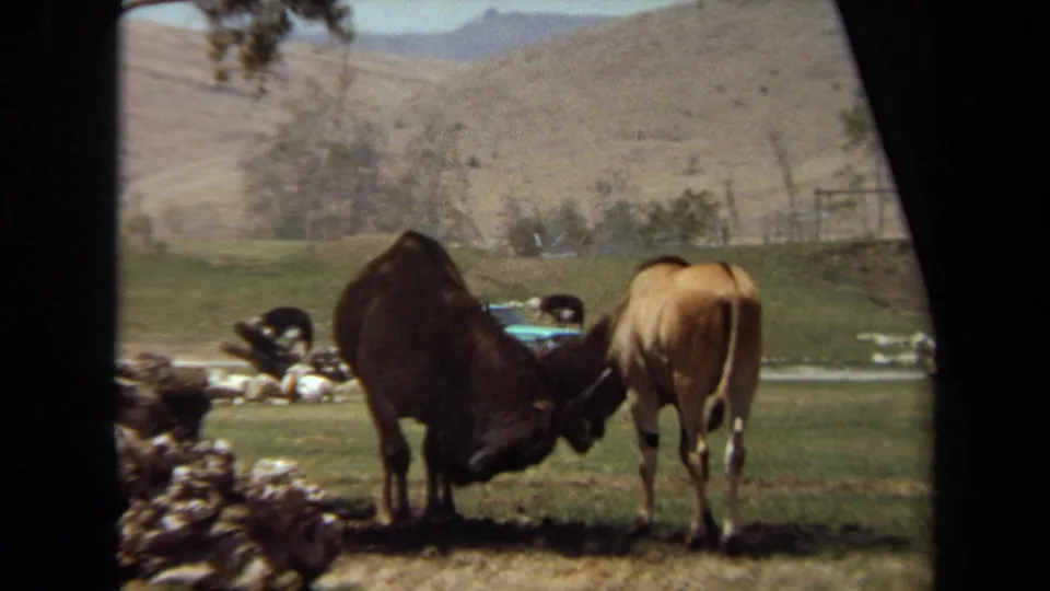 1971 Laguna Hills 8mm frame showing two horned animals locking horns in grass, with hills, birds, and dark window framing behind them.