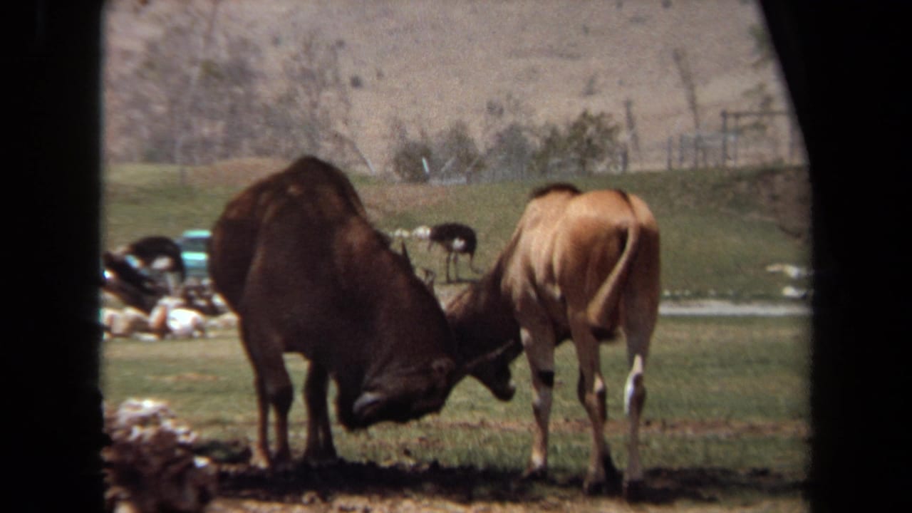 Horned animals continue locking horns in grass with distant birds and hills behind them.