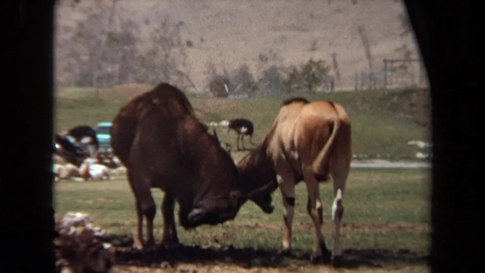 The 1971 Laguna Hills frame shows the animals still locked together, with an ostrich-like bird, pale hills, and window framing visible.
