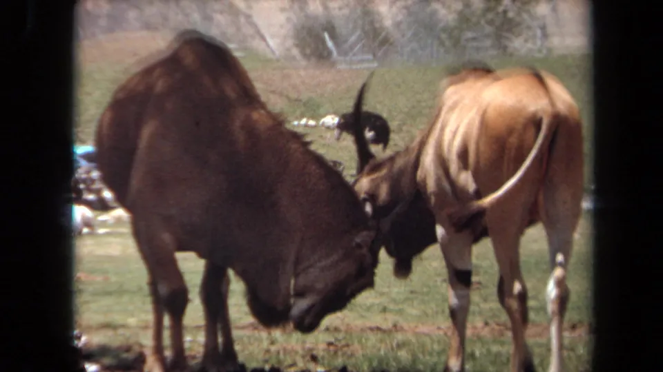 Closer 8mm view of the horned animals in the Laguna Hills enclosure, with one animal's large dark body filling much of the frame.