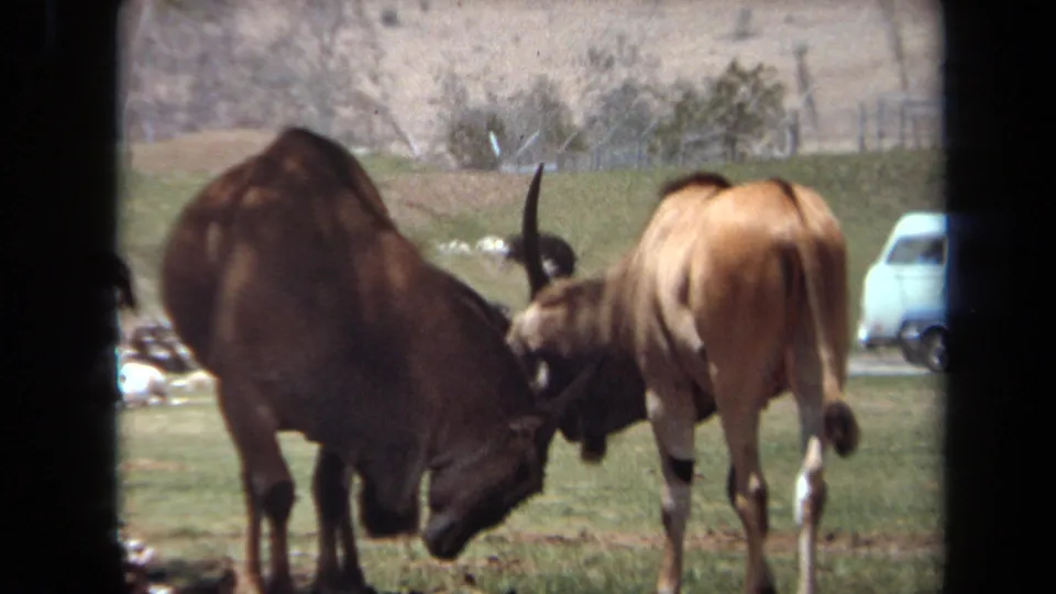 Final 1971 Laguna Hills frame shows the horned animals still engaged, with a light van, distant bird, hills, and dark window edges visible.