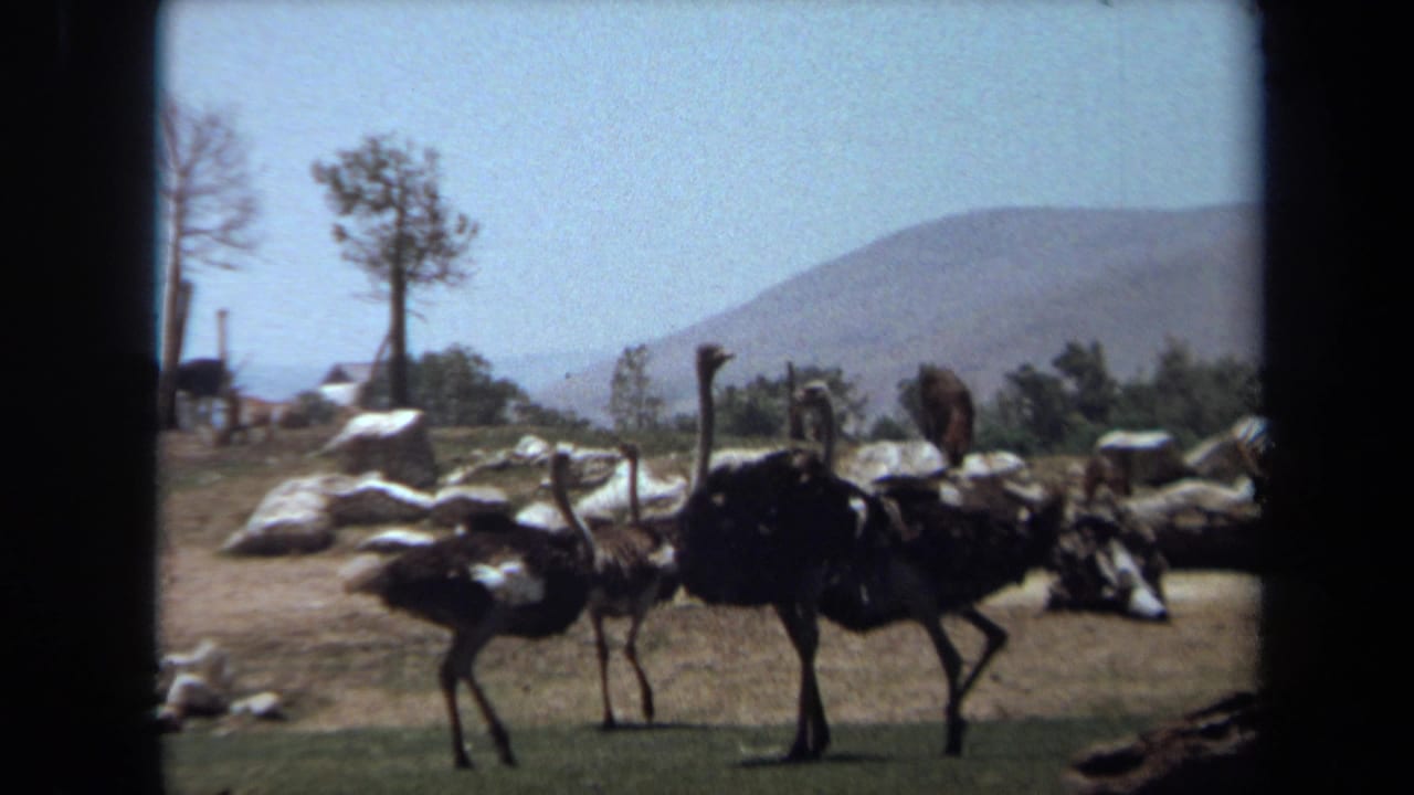1971 Laguna Hills wildlife park footage showing ostriches in a dry, rocky enclosure with trees and hazy hills beyond.