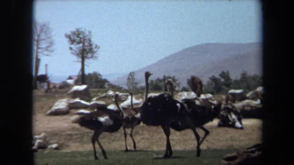 1971 Laguna Hills wildlife park footage showing ostriches in a dry, rocky enclosure with trees and hazy hills beyond.
