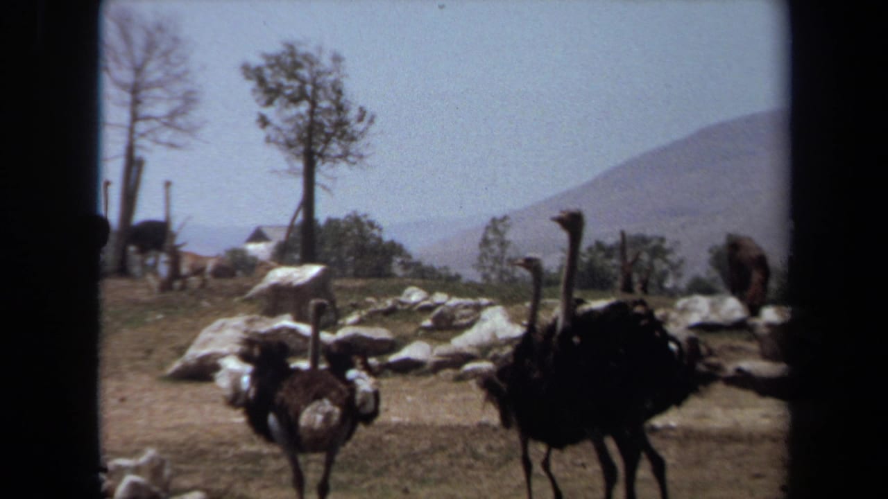 Several ostriches walk across an open enclosure with rocks, trees, and hills behind them.