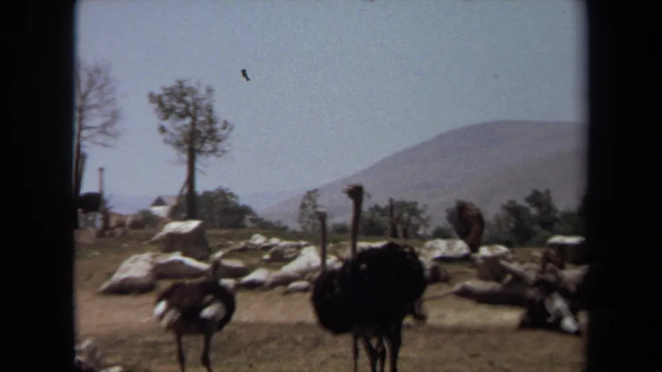 Visitor-shot 8mm frame of ostriches in a Laguna Hills wildlife park enclosure, with rocks, dry grass, and hazy hills beyond.