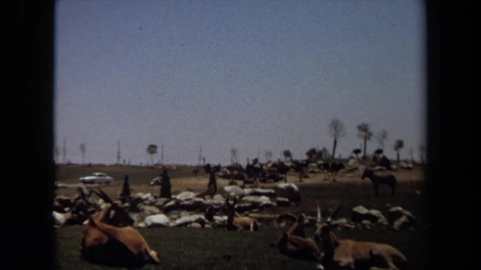 Wide 1971 wildlife park view in Laguna Hills showing antelope in a grassy enclosure, with rocks, trees, a white van, and distant people.