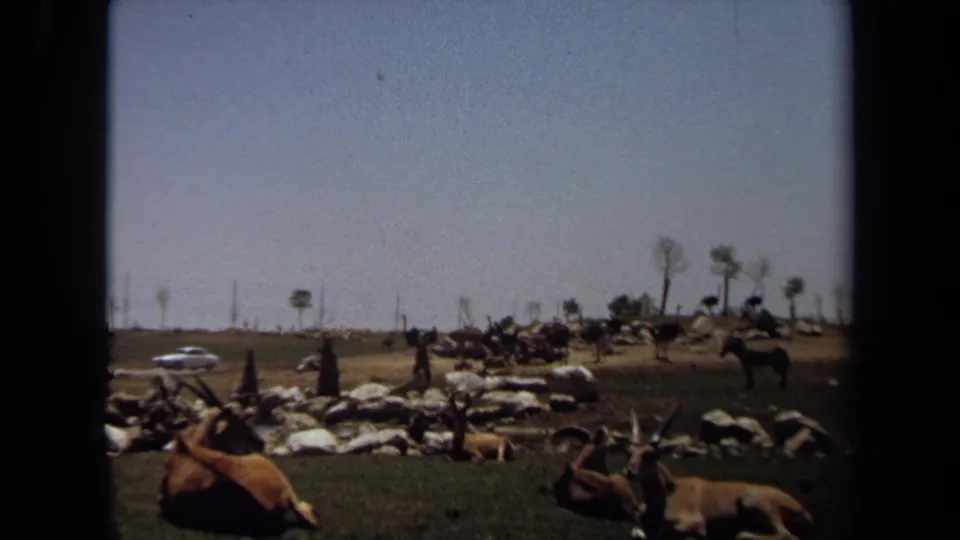 1971 Laguna Hills home-movie frame showing antelope resting near rocks with ostriches and a white car in the background.
