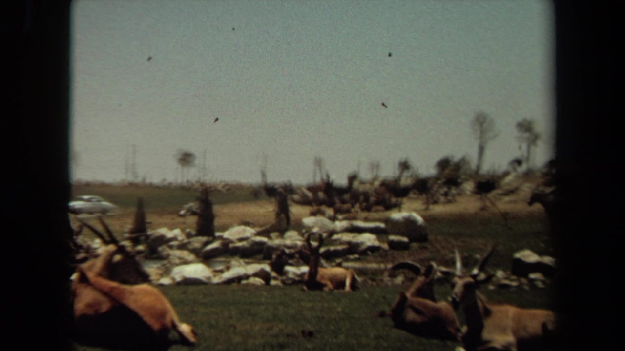 1971 Laguna Hills wildlife enclosure with antelope in the foreground, ostriches behind, and open dry ground under a hazy sky.