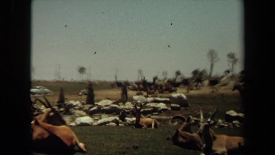 1971 Laguna Hills wildlife enclosure with antelope in the foreground, ostriches behind, and open dry ground under a hazy sky.