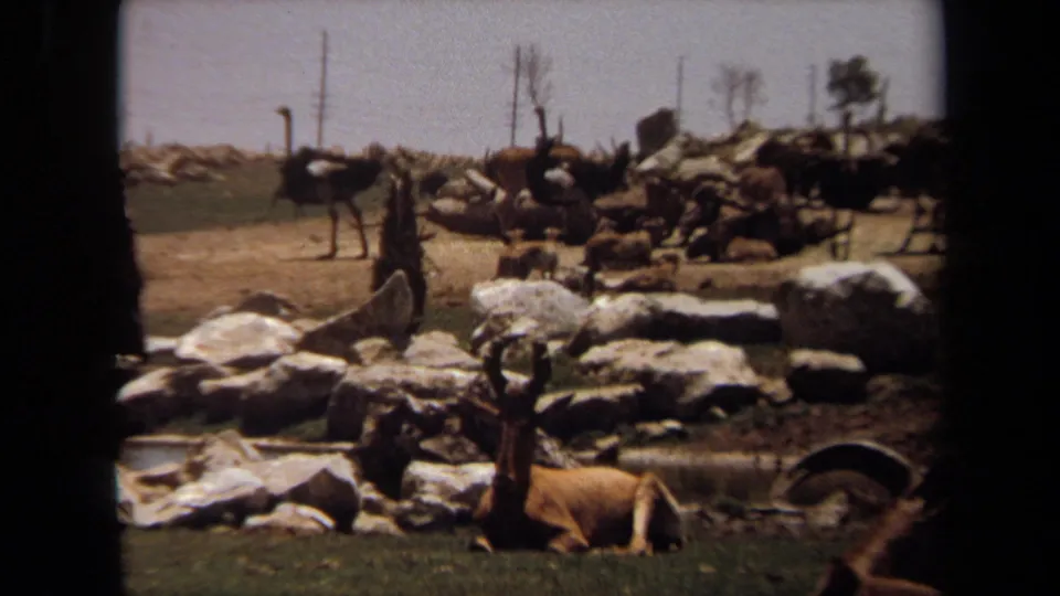 1971 Laguna Hills frame showing ostriches in a rocky enclosure with horned antelope resting on grass in front.