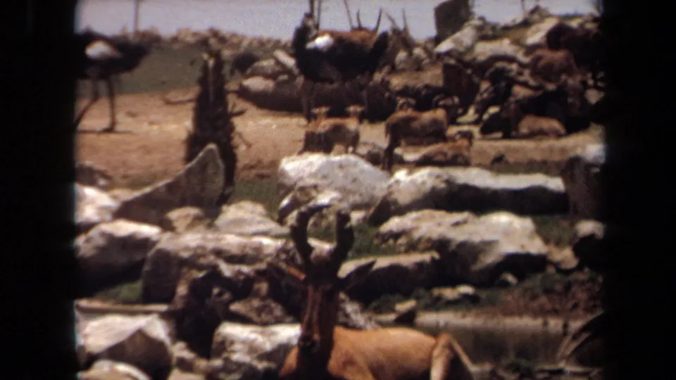 1971 Laguna Hills home-movie frame of a rocky wildlife enclosure with ostriches in back and antelope resting near the lower edge.
