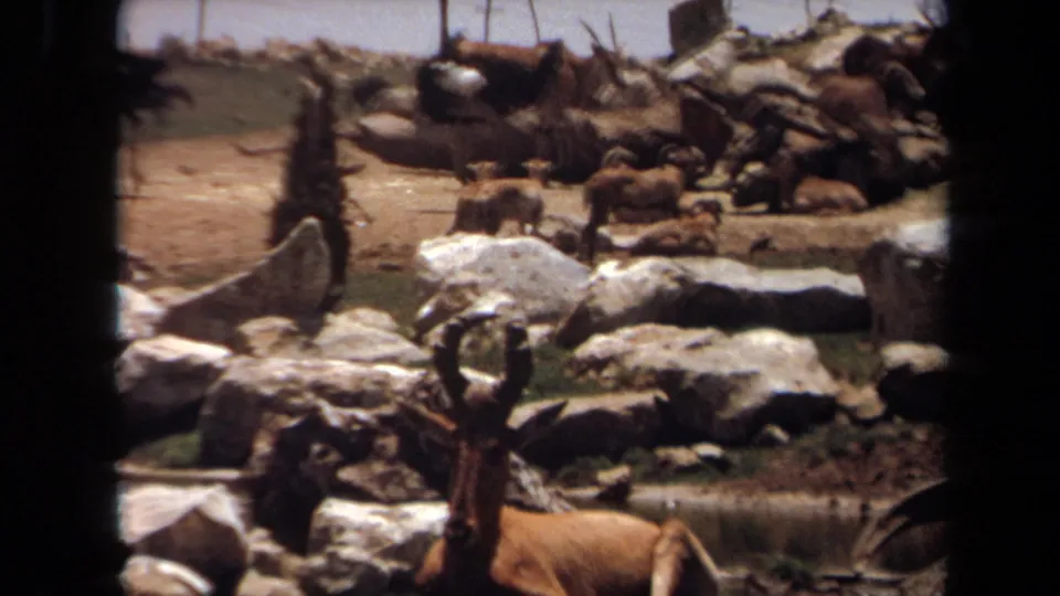 1971 Laguna Hills 8mm frame showing a rocky safari-style enclosure with resting animals and antelope-like wildlife.